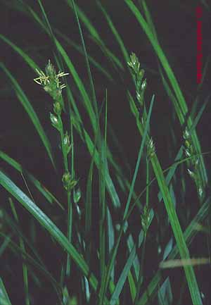 Carex guestphalica