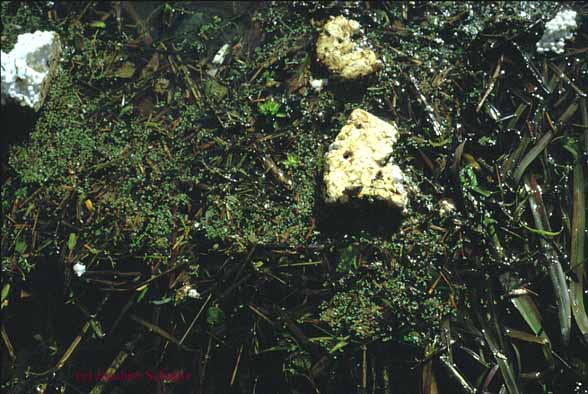 Azollo filiculoidis-Lemnetum minusculae