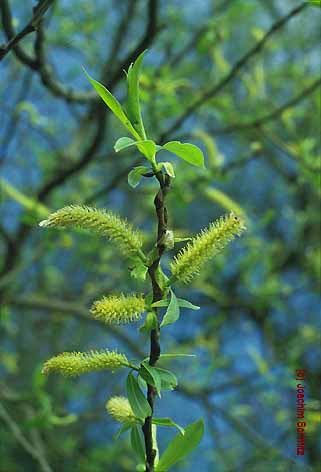 Salix x rubens