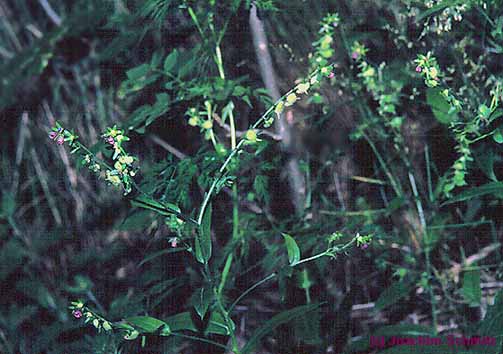 Cynoglossum germanicum