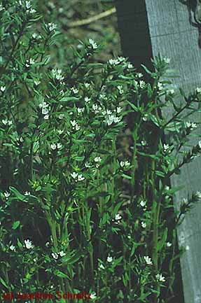 Lithospermum arvense ssp. arvense