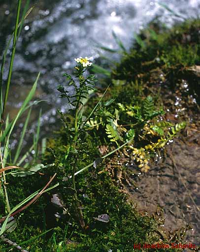 Nasturtium microphyllum