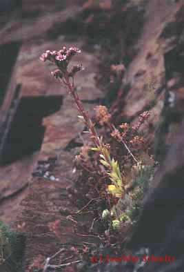 Sempervivum tectorum ssp. tectorum