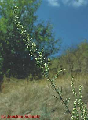 Artemisia campestris ssp. lednicensis