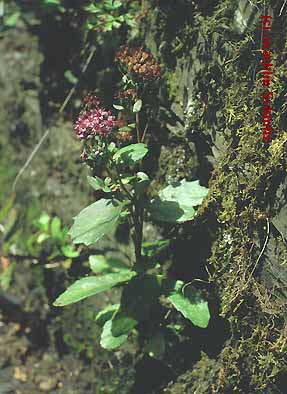 Hylotelephium telephium ssp. fabaria