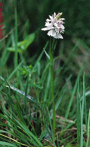 Dactylorhiza maculata ssp. m.