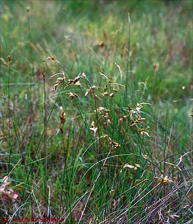 Carex ligerica