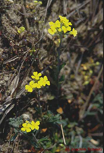 Alyssum montanum ssp. gmelinii