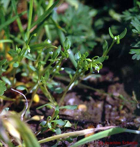 Montia fontana ssp. chondrosperma