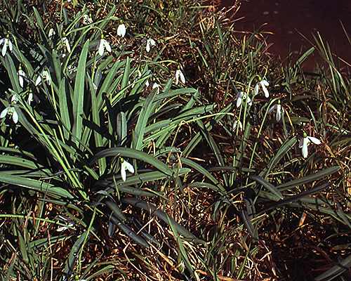 Galanthus plicatus