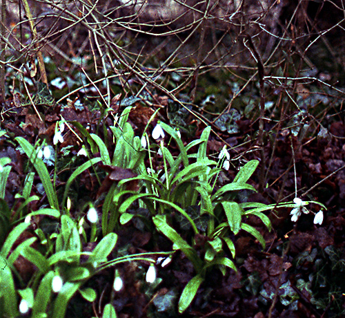 Galanthus woronowii