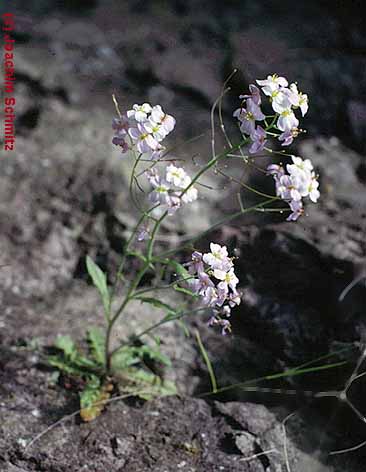 Cardaminopsis arenosa ssp. borbasii