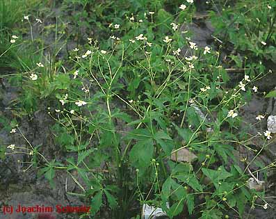 Ranunculus aconitifolius