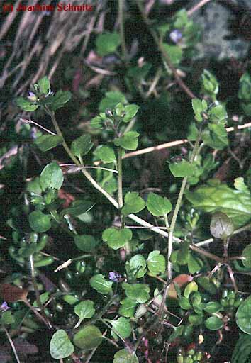 Veronica hederifolia ssp. lucorum